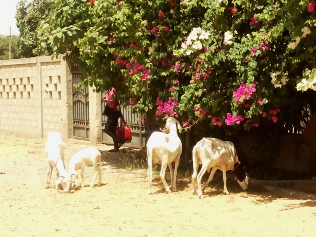 Guesthouse Dalal ak Jàmm M'Bour Bagian luar foto